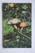 From MUSHROOMS Set  - Suillus -  Mushroom - Old Postcard - - Champignon 1990 - Mushrooms