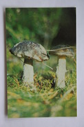 From MUSHROOMS Set  - Leccinum Scabrum -  Mushroom - Old Postcard - - Champignon 1990 - Mushrooms