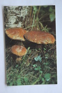 From MUSHROOMS Set  - Boletus Edulis -  Mushroom - Old Postcard - - Champignon 1990 - Mushrooms