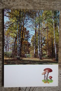 From "Russian Forest" Set  - Leccinum Scabrum  -  Mushroom - Old Postcard - - Champignon 1971 - Mushrooms