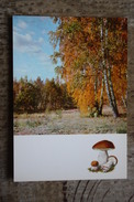 From "Russian Forest" Set  -Boletus Edulis  -  Mushroom - Old Postcard - - Champignon 1971 - Mushrooms