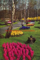 Keukenhof - Lisse - Lisse