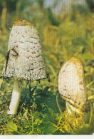 61775- MUSHROOMS - Mushrooms