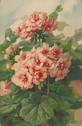 A. HALLER, FLOWERS, PELARGONIUM, MEISSNER & BUCH, EX Cond. PC, Used, 1915 - Haller, A.