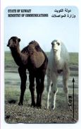 Chameau  CAMEL Animal Télécarte Koweit  Phonecard (S.246) - Kuwait