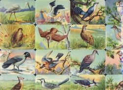 Planche Avec 16 Chromos Découpis Scraps L&B: Oiseaux (Ref. 112922) - Animals