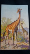 CPA GIRAFE GIRAFES DESSIN EB STZF N° 125 SUISSE - Giraffen