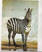 Romania Old Uncirculated Postcard - Zebra - Zebras