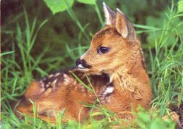 ANIMALS - EUROPEAN ROE DEER (Capreolus Capreolus) - Tiergarten