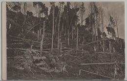 Sturmkatastrophe 5. Januar 1919 Eggersriet St. Galllen - Eggersriet