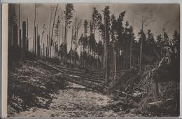 Sturmkatastrophe 5. Januar 1919 Eggersriet St. Galllen - Eggersriet