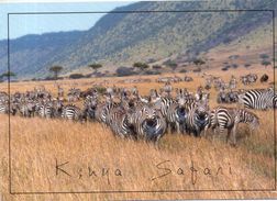 Zèbres Du Kenya - Zebras