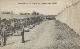 Tobacco Plantation In The Connecticut Valley.   S-3852 - Tabaco