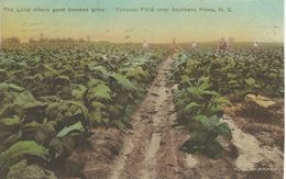 Tobacco Field Near Southern Pines. N. C.    S-3853 - Tabaco