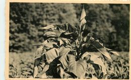 UN BEAU PLANT DE TABAC RECOLTE DE 1947 Avril-Loiseau Frahan S/Semois Belgique - Tobacco
