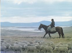 Falkland Islands Fred Coutts Driving Lambs In West Falklands  Postcard Unused (36834) - Falkland