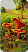 Chromo Champignon Mushroom Gaufré 11 X 6 Texte Explicatif Au Dos - Andere & Zonder Classificatie