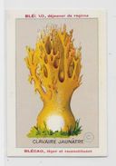 Chromo Champignon Mushroom 9,5 X 6,5 Texte Explicatif Au Dos Publicité Blécao - Andere & Zonder Classificatie