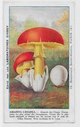 Chromo Champignon Mushroom 12,5 X 7,5 Texte Explicatif Au Dos - Autres & Non Classés