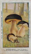 Chromo Champignon Mushroom 12,5 X 7,5 Texte Explicatif Au Dos - Autres & Non Classés