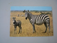 Zebras Kenya Air Mail - Zebras