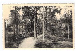 Keerbergen  Aux Creux Des Bois.In 't Bos - Keerbergen