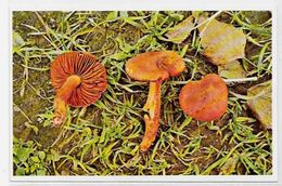 CPM Champignon Mushroom Non Circulé - Mushrooms