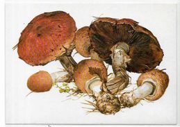 CPM Champignon Mushroom Non Circulé Carte Russe - Mushrooms