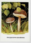 CPM Champignon Mushroom Non Circulé Carte Russe - Mushrooms