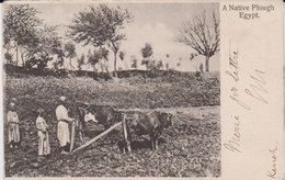 1905    Egypte   " Charrue Indigène - Native Plough " - Beni Suef