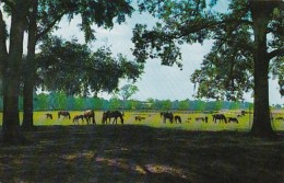 Florida Ocala Thoroughbred Horses At Rosemere Farm - Ocala