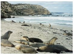 (777) Australia - SA - Kangaroo Island Seal Colony - Kangaroo Islands