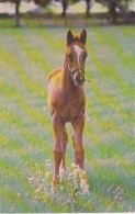 New York Saratoga Springs Saratoga Aqueduct Belmont Thoroughbred Foal - Saratoga Springs