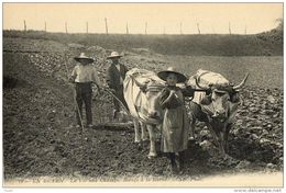 EN BEARN N° 18 - LA VIE AU CHAMPS ATTELAGE DE BOEUFS A LA HERSE AGRICULTURE - Bearn