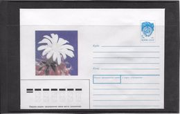 Cactus - Document - Lettre - Oblitération - Sukkulenten