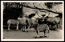 ALTE POSTKARTE ZEBRAS UND WATUSSI RIND CARL HAGENBECK'S TIERPARK Hamburg Hagenbeck Zebra Zoo Cow Postcard AK Cpa - Eimsbuettel