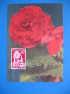 Carte Maximum - Belgique  Rose  1955 - 1951-1960
