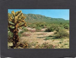 74342    Stati  Uniti,   Teddybear  Cholla,  Cactus And  Verbena,  NV(scritta) - Cactus