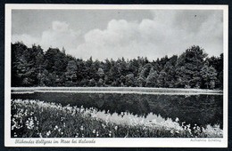 A9914 - Walsrode - Blühendes Wollgras - Scheling TOP - Walsrode