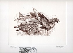 Lithographie  SKUA   Signée) ANDREOTTO  TIRAGE 1200 RARE - Ongetande, Proeven & Plaatfouten