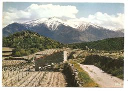 Le Roussillon - Le Massif Du CANIGOU (2785m) Au Printemps - (Edit. Modernes Théojac, Limoges) - Roussillon