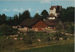 Schloss Sonnenberg, Stettfurt TG - Kühe Vaches Cows - Photoglob - Stettfurt