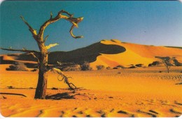 Namibia, NMB-017,  Tree In The Desert. (SIE 31) - Namibia