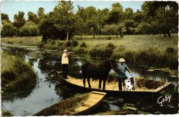 79 .. LA VENISE VERTE .. TRANSPORT DU BETAIL DANS LE MARAIS ... 1964 - Coulonges-sur-l'Autize