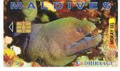 MALDIVE (MALDIVES)   - DHIRAAGU (CHIP) - 2000 MORAY EEL  (DIFFERENT CHIP)CODE 256MLD     - USED  -  RIF. 1579 - Poissons