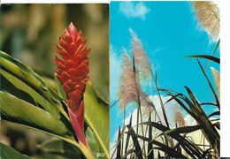 ST SAINT BARTHELEMY LOT 2 CARTES FLECHE DE CANNE A SUCRE ET ALPINIA - Saint Barthelemy