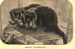 Pelztiere: Ein Otterpaar   / Druck, Entnommen Aus Zeitschrift / 1902 - Colis