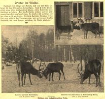 Winter Im Walde  / Druck, Entnommen Aus Zeitschrift / 1913 - Colis