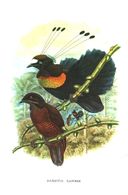 Parotia Lawesi,Diphillodes Gulliemi III,Lophorina Superba,u.a. (Vögel) /Druck,entn. Aus Westermanns Monatshefte /1966 - Colis