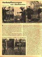 Herbstpflanzungen Von Bäumen / Artikel,entnommen Aus Zeitschrift / 1937 - Bücherpakete